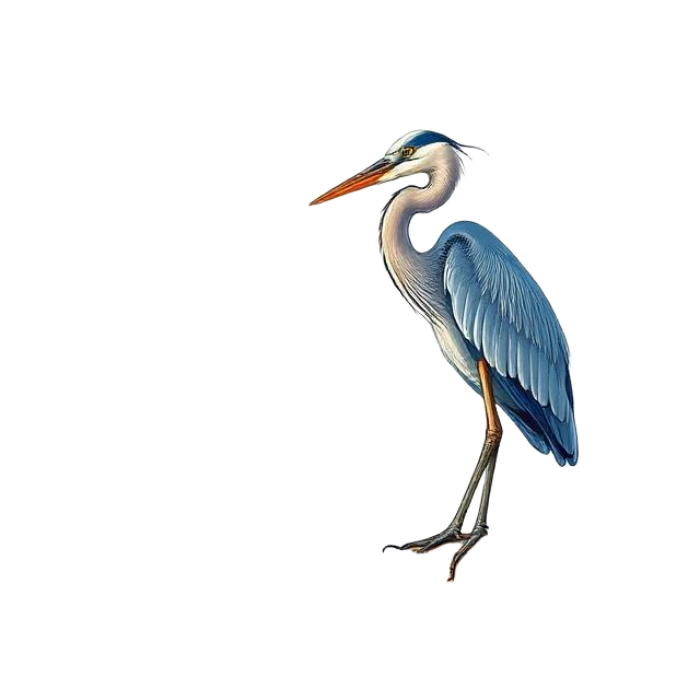 THE GREAT BLUE HERON